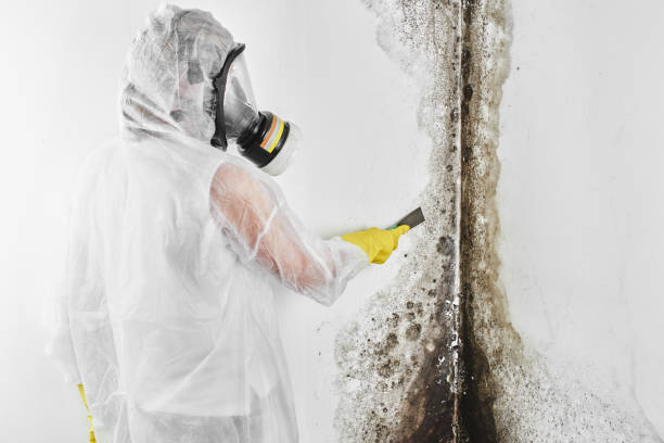 Best White Mold Remediation in Spring Valley, AZ