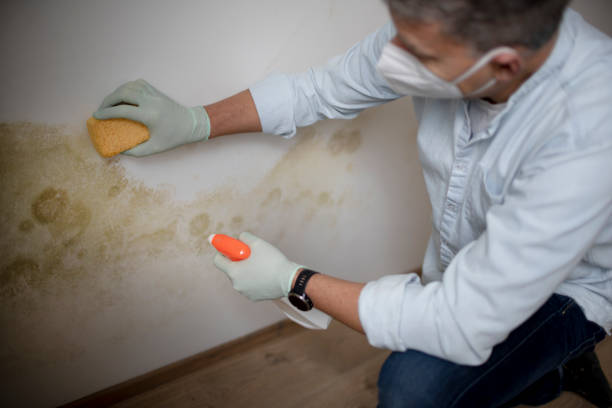 Best HVAC Mold Remediation in Spring Valley, AZ